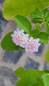 petite fleur blanche petite fleur blanche