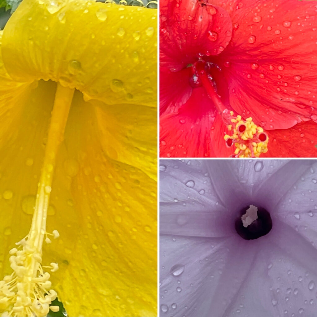 mosaique d'hibiscus mosaique d'hibiscus st barth