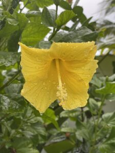 hibiscus jaune hibiscus jaune